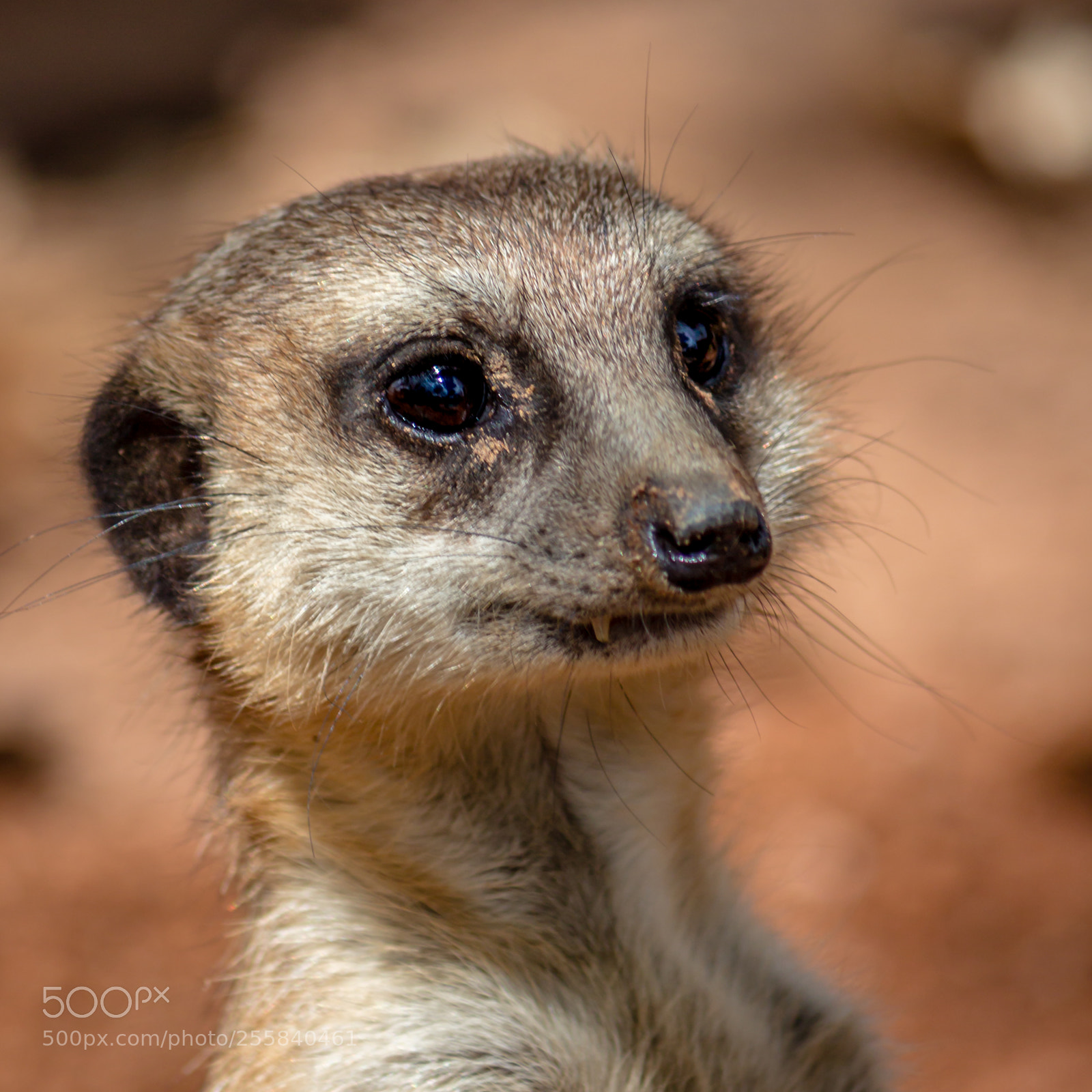 Canon EOS 600D (Rebel EOS T3i / EOS Kiss X5) sample photo. Meerkat photography
