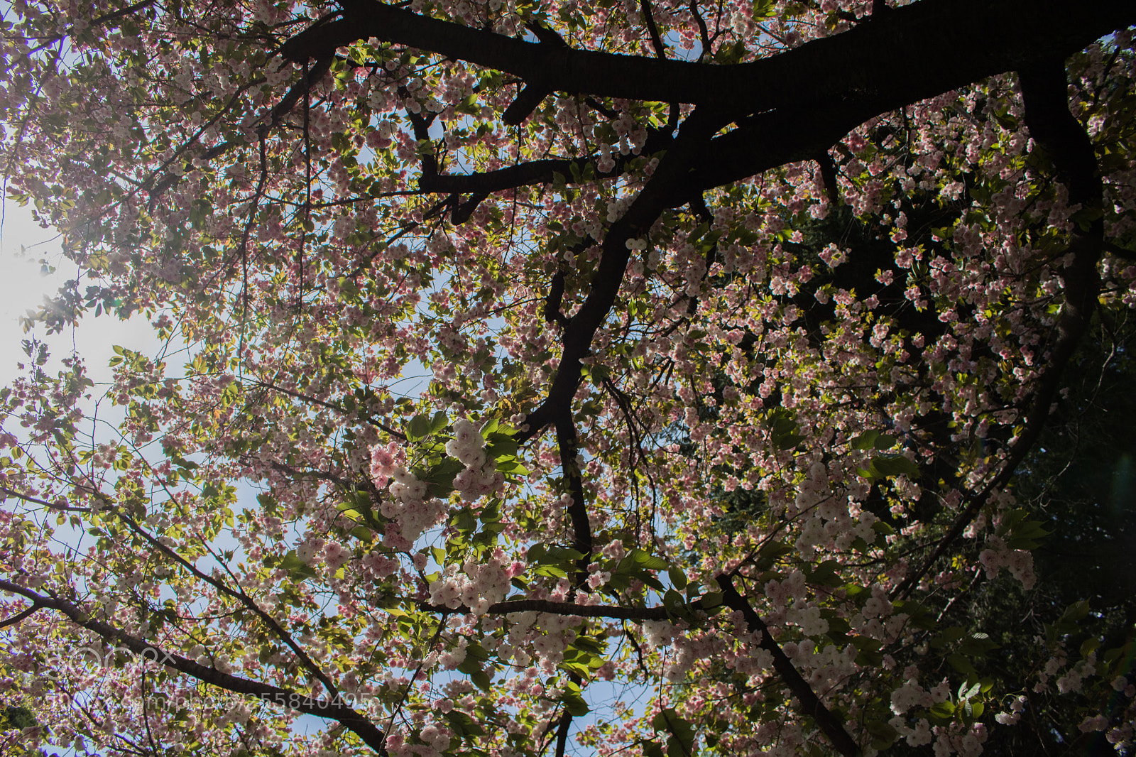Canon EOS 750D (EOS Rebel T6i / EOS Kiss X8i) sample photo. Cherry blossom photography