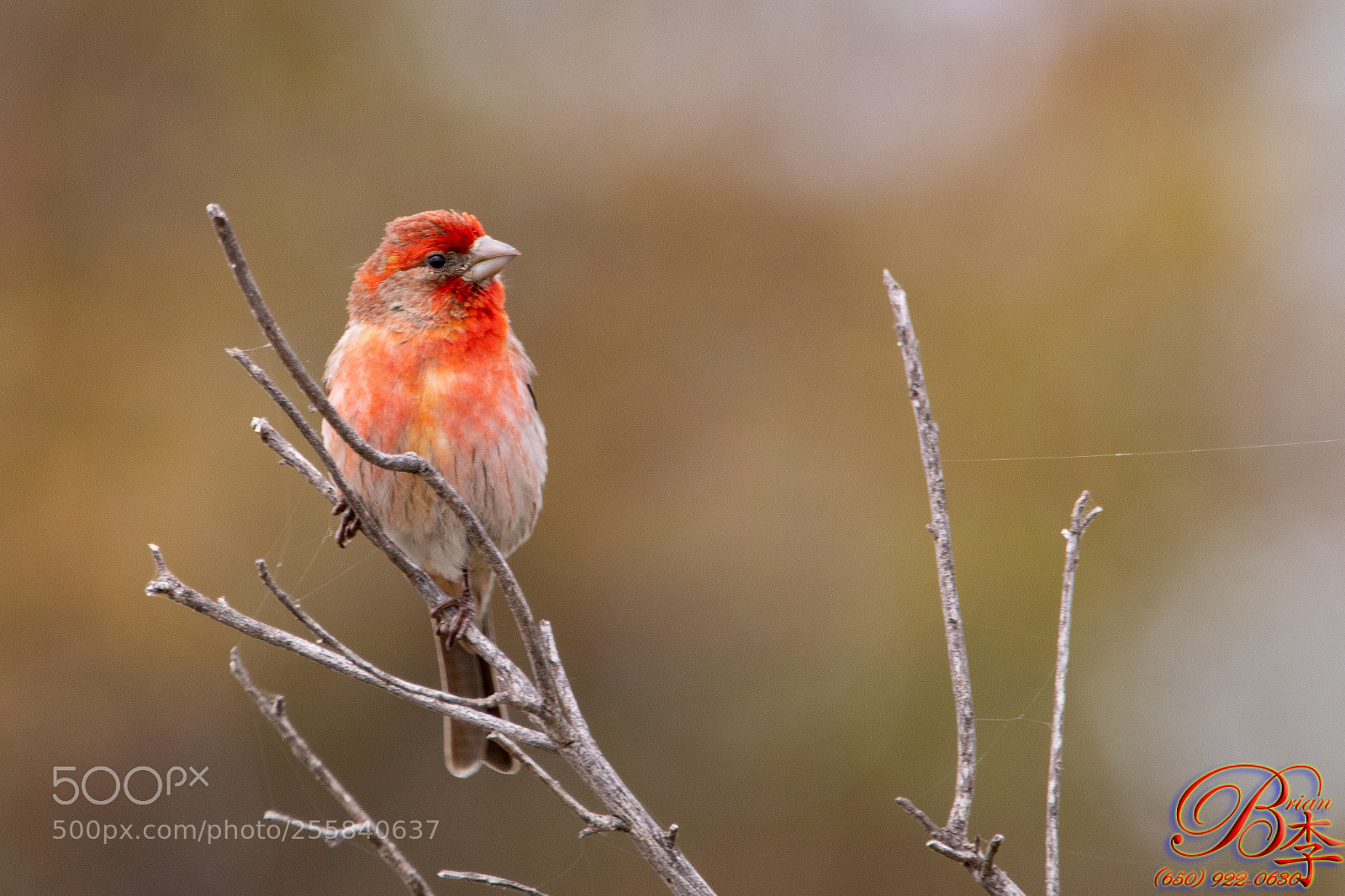 Canon EOS 5D Mark IV sample photo. Red headed finch photography