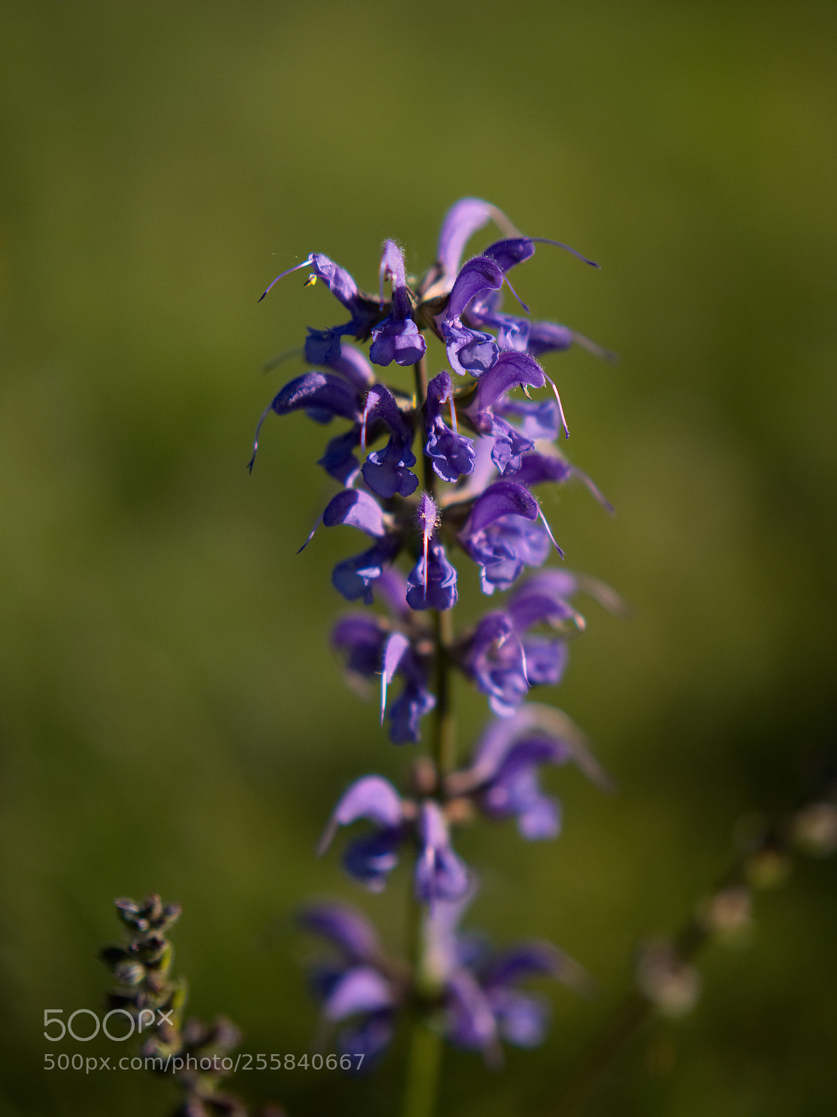 Panasonic Lumix DC-GH5 sample photo. Le printemps dans les photography