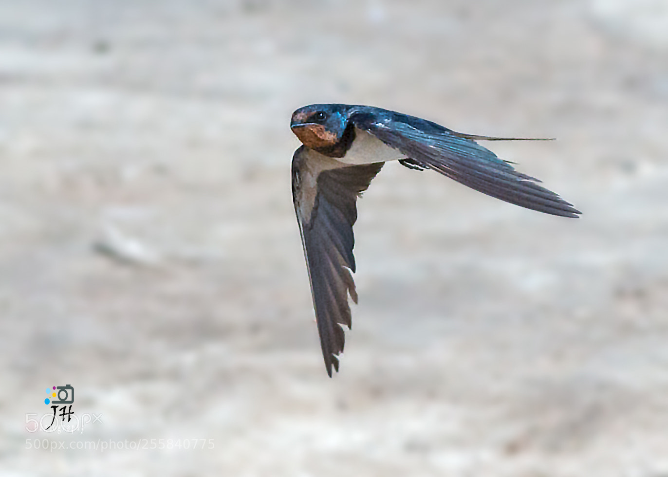 Canon EOS 70D sample photo. Barn swallow photography