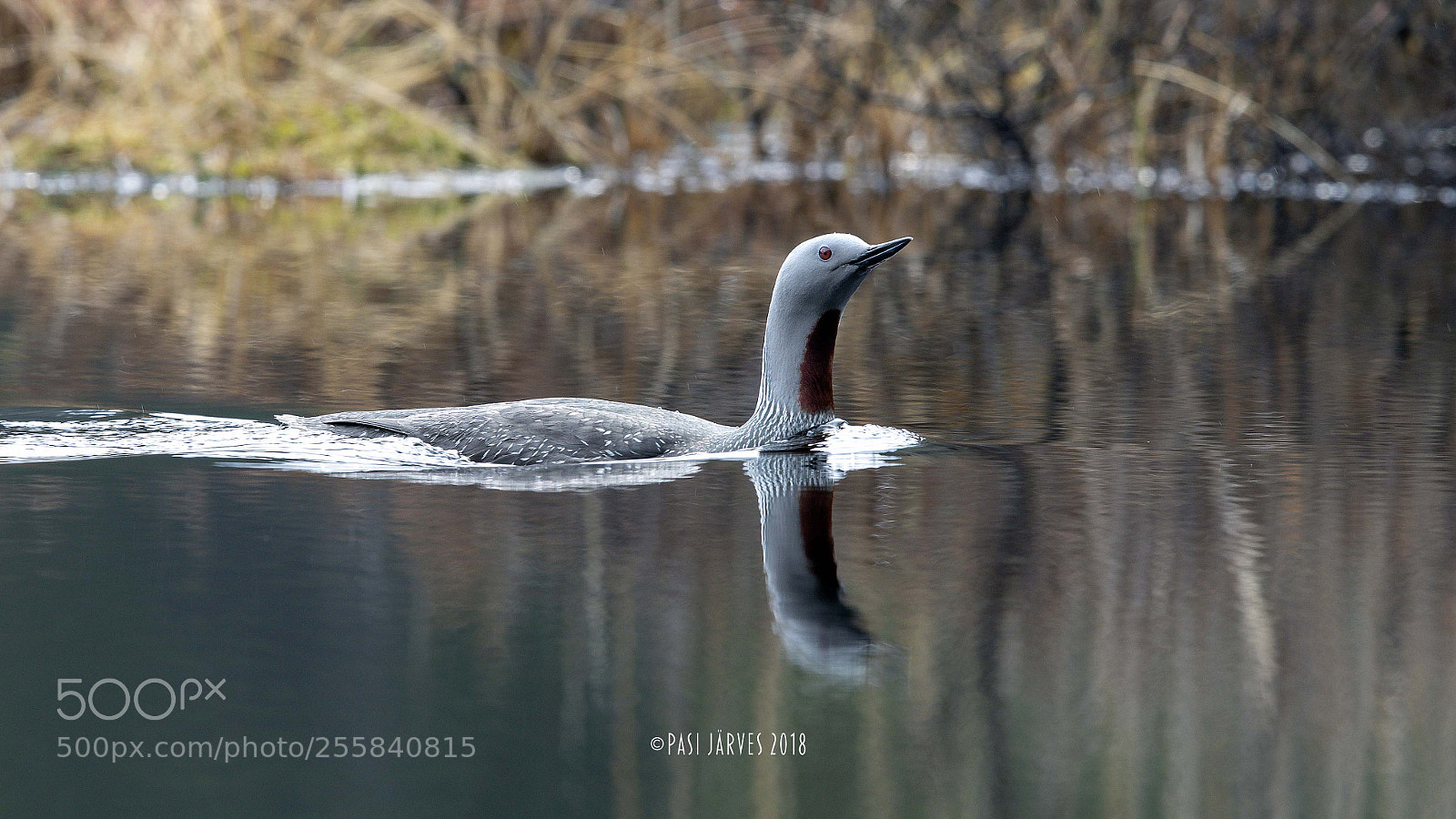 Canon EOS 5D Mark IV sample photo. Red-throated diver, finland photography