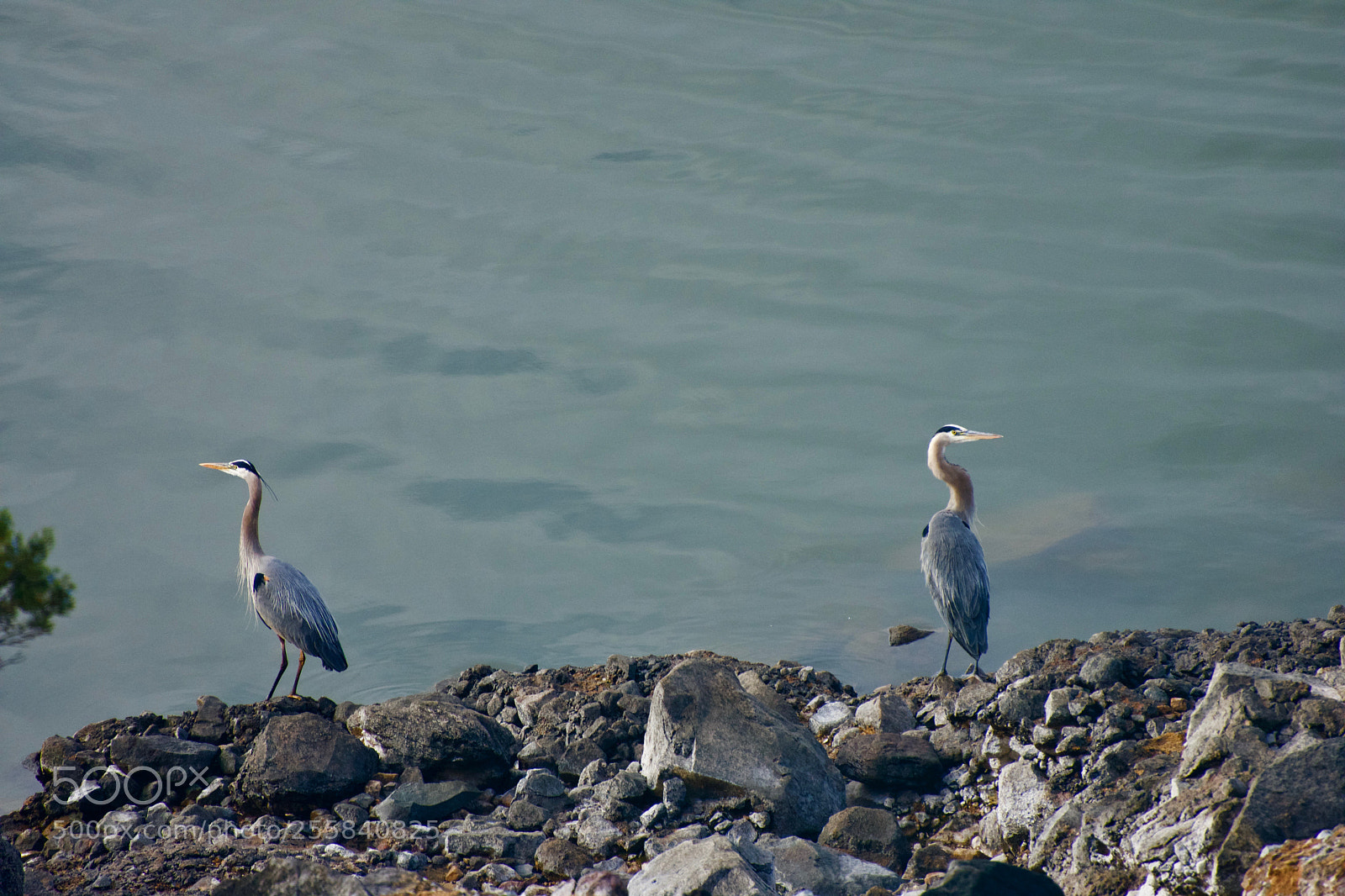 Nikon D7200 sample photo. Great blue heron mating photography