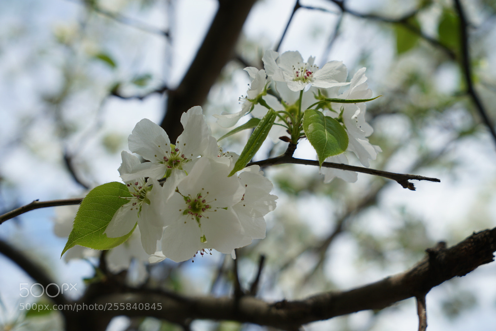 Sony a7R II sample photo. 梨花 photography