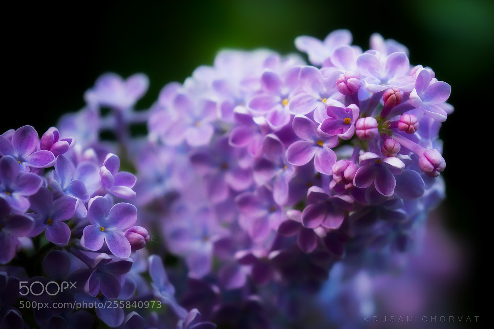Canon EOS 7D Mark II sample photo. Lilac photography