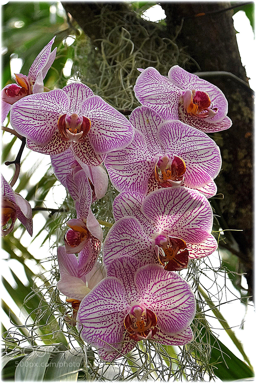 Nikon D7200 sample photo. "orchideen" photography