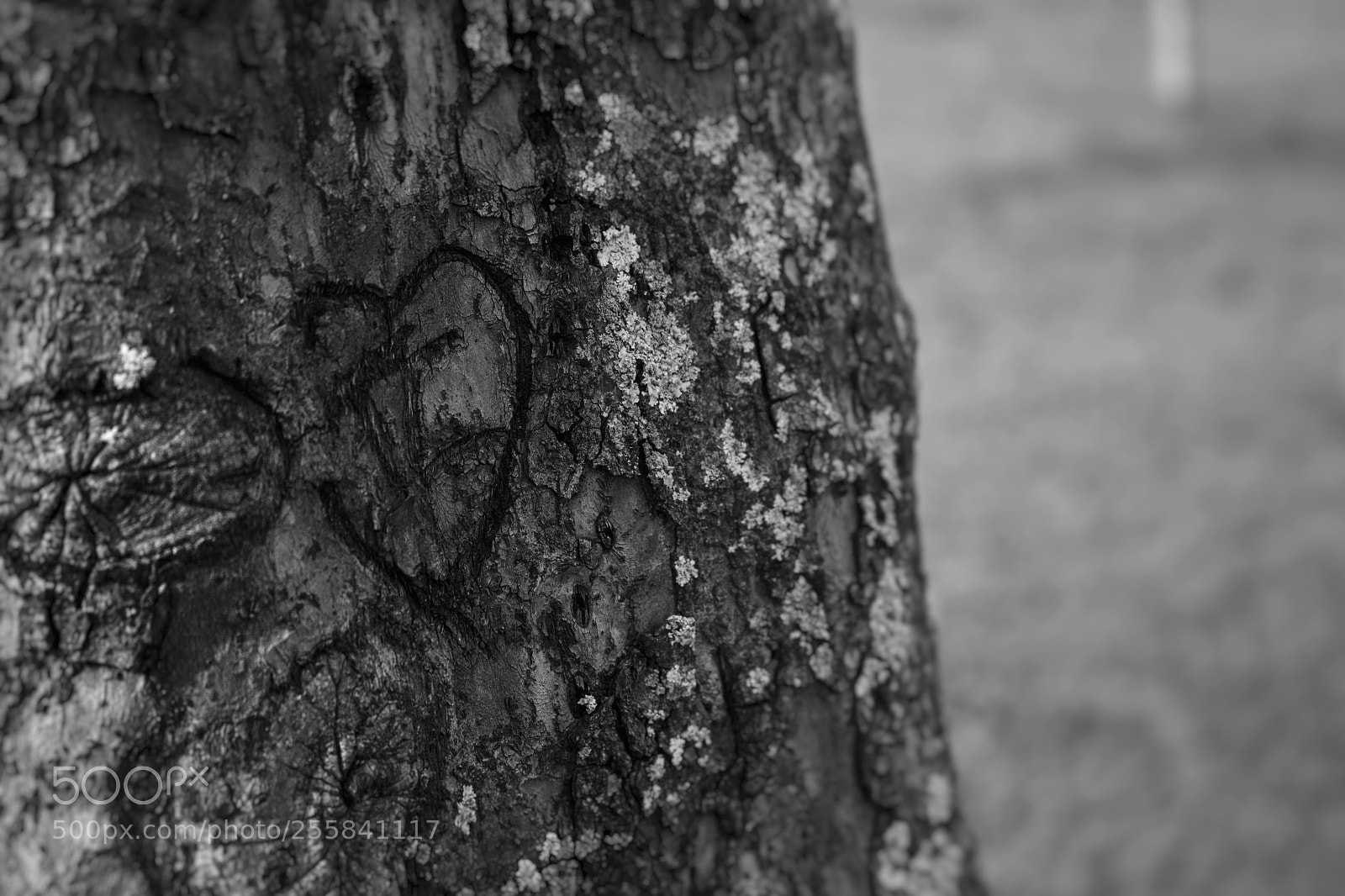 Canon EOS 700D (EOS Rebel T5i / EOS Kiss X7i) sample photo. Untitled photography