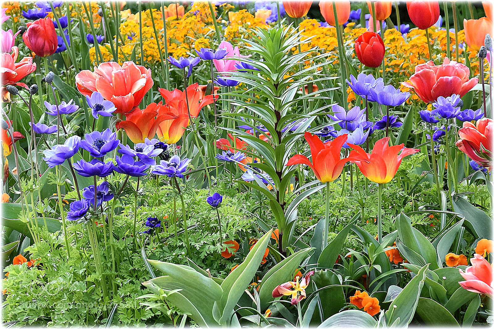 Nikon D7200 sample photo. "power of flowerpower" photography