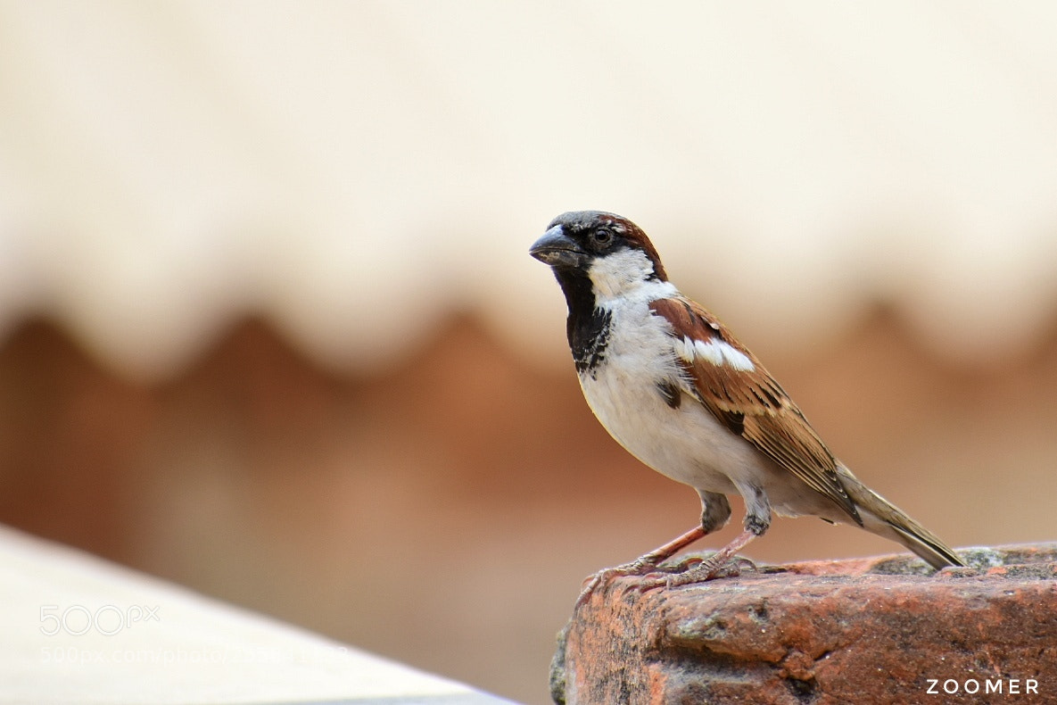 Nikon D5600 sample photo. Homemate photography