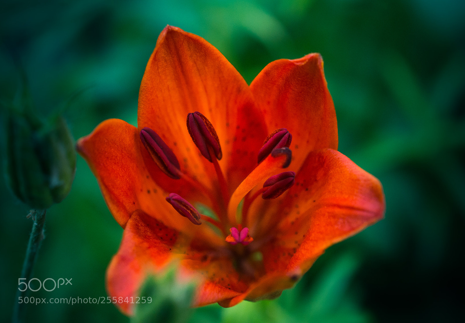 Nikon D5200 sample photo. Lily photography