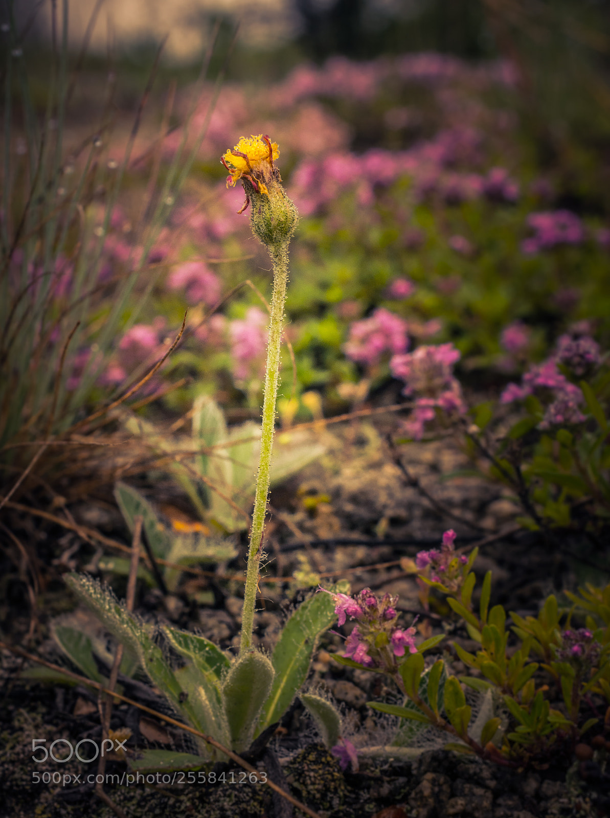 Nikon D5200 sample photo. Wild flowers photography