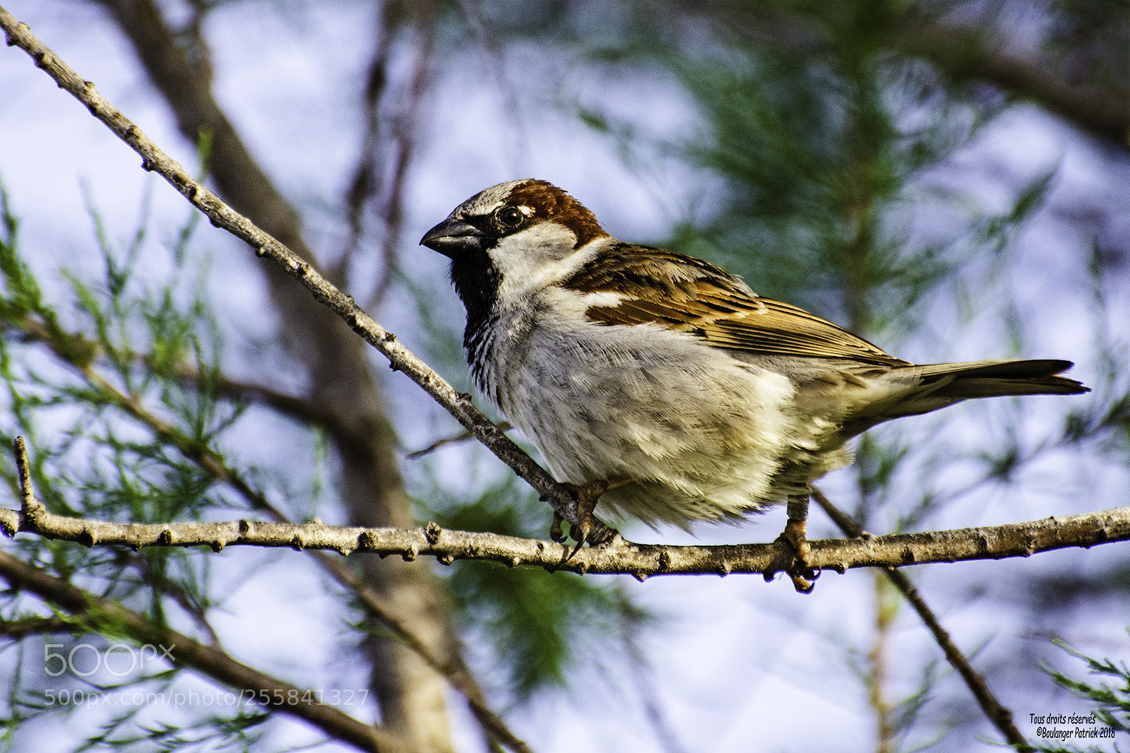 Nikon D7000 sample photo. Le moineau photography