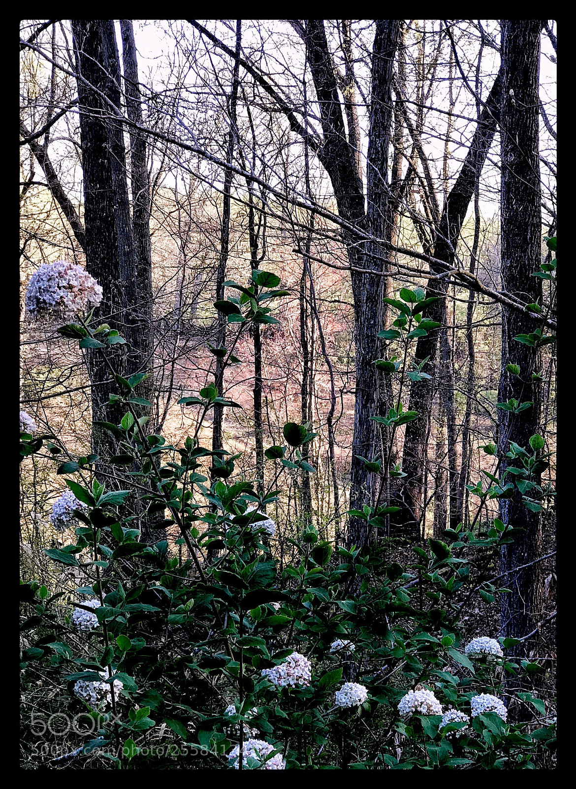 Apple iPhone 7 Plus sample photo. Sweet scented viburnum  photography