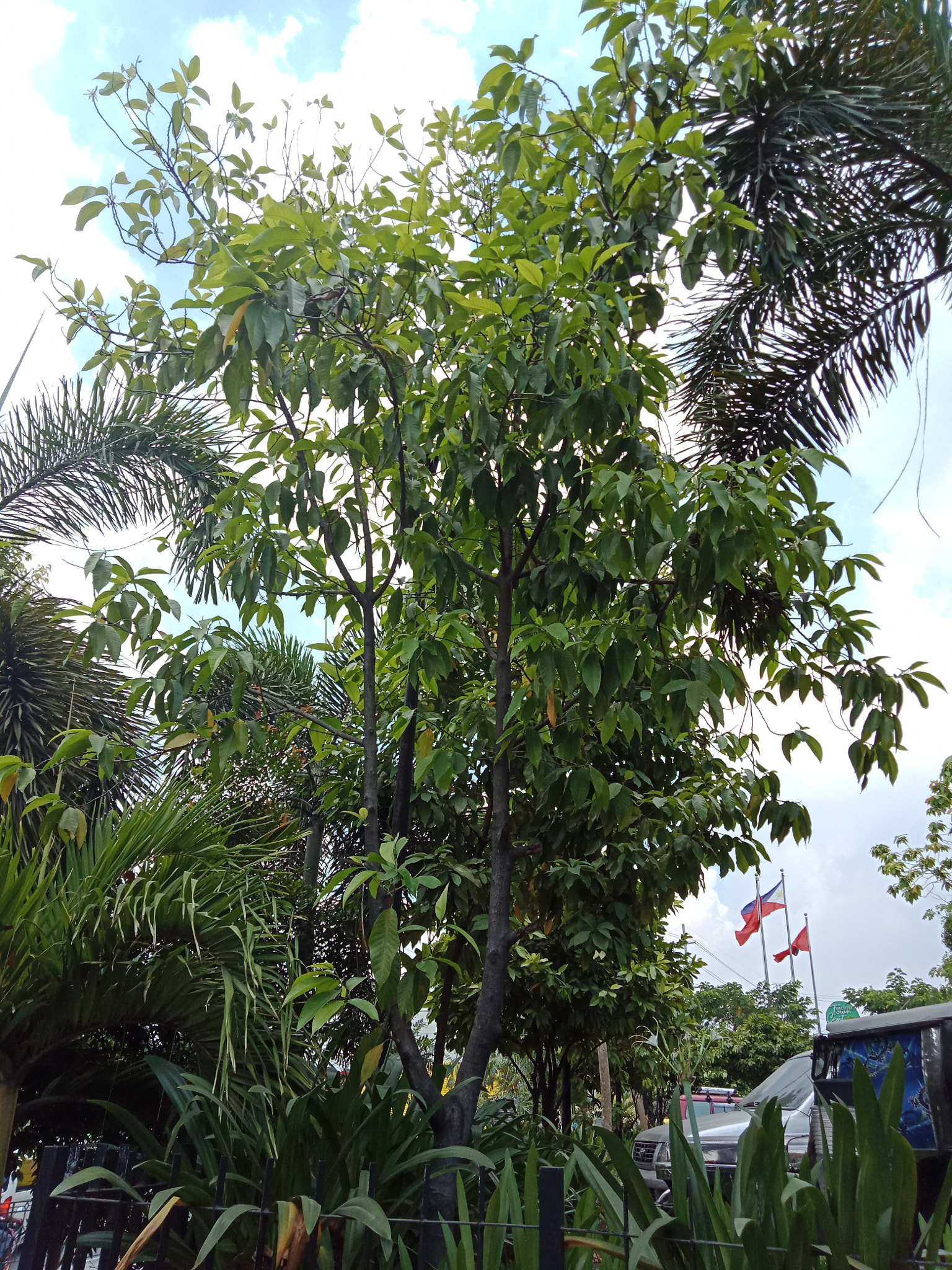 OPPO CPH1729 sample photo. Fruit tree... with no fruits. photography