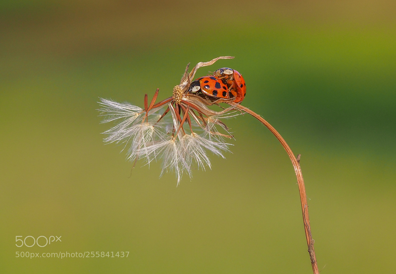 Olympus OM-D E-M1 Mark II sample photo. Ladybugs photography