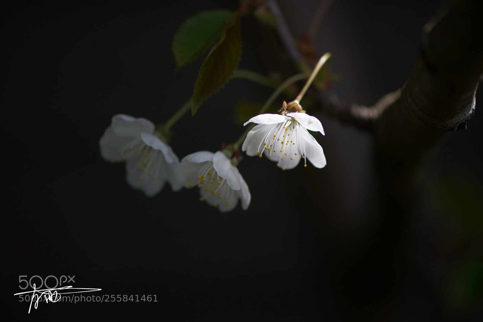 Nikon D610 sample photo. Spring's whisper photography