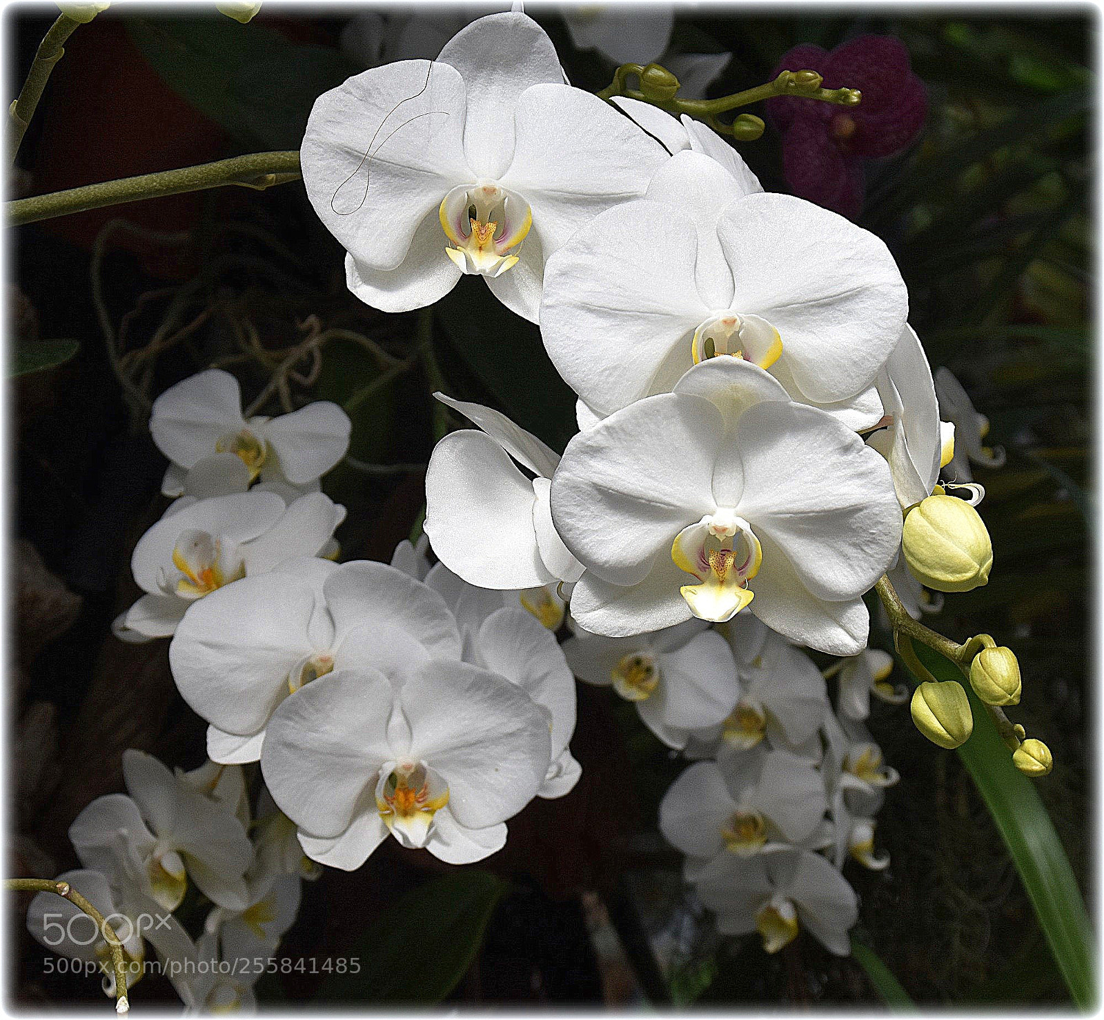 Nikon D7200 sample photo. "orchideen,;" photography