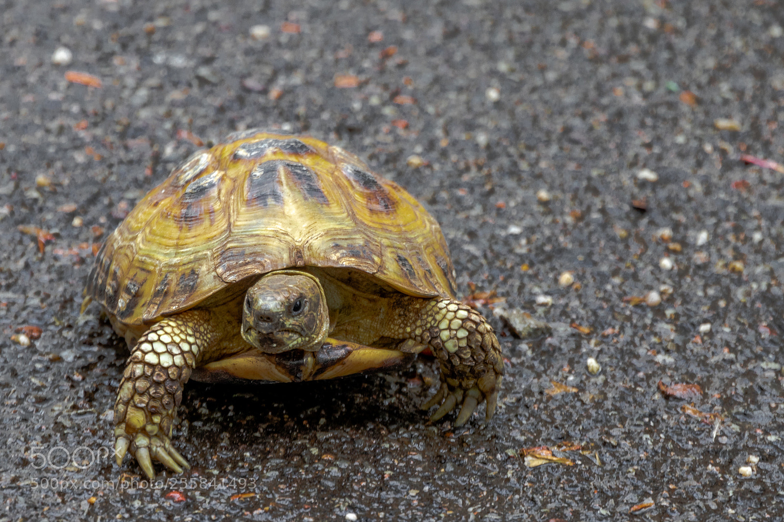 Canon EOS 80D sample photo. Turtle in hortus botanicus photography