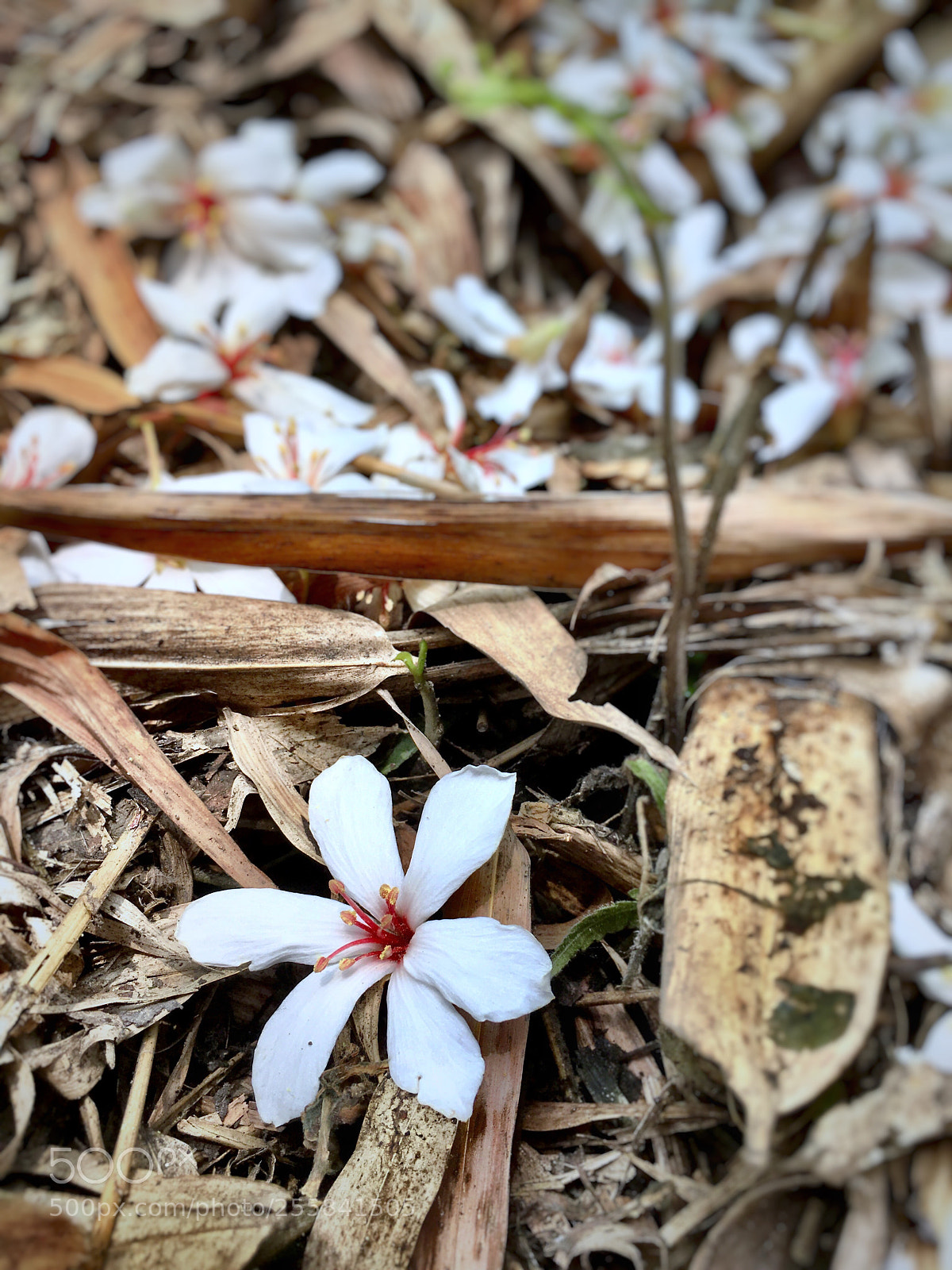 Apple iPhone 6s Plus sample photo. May snow photography