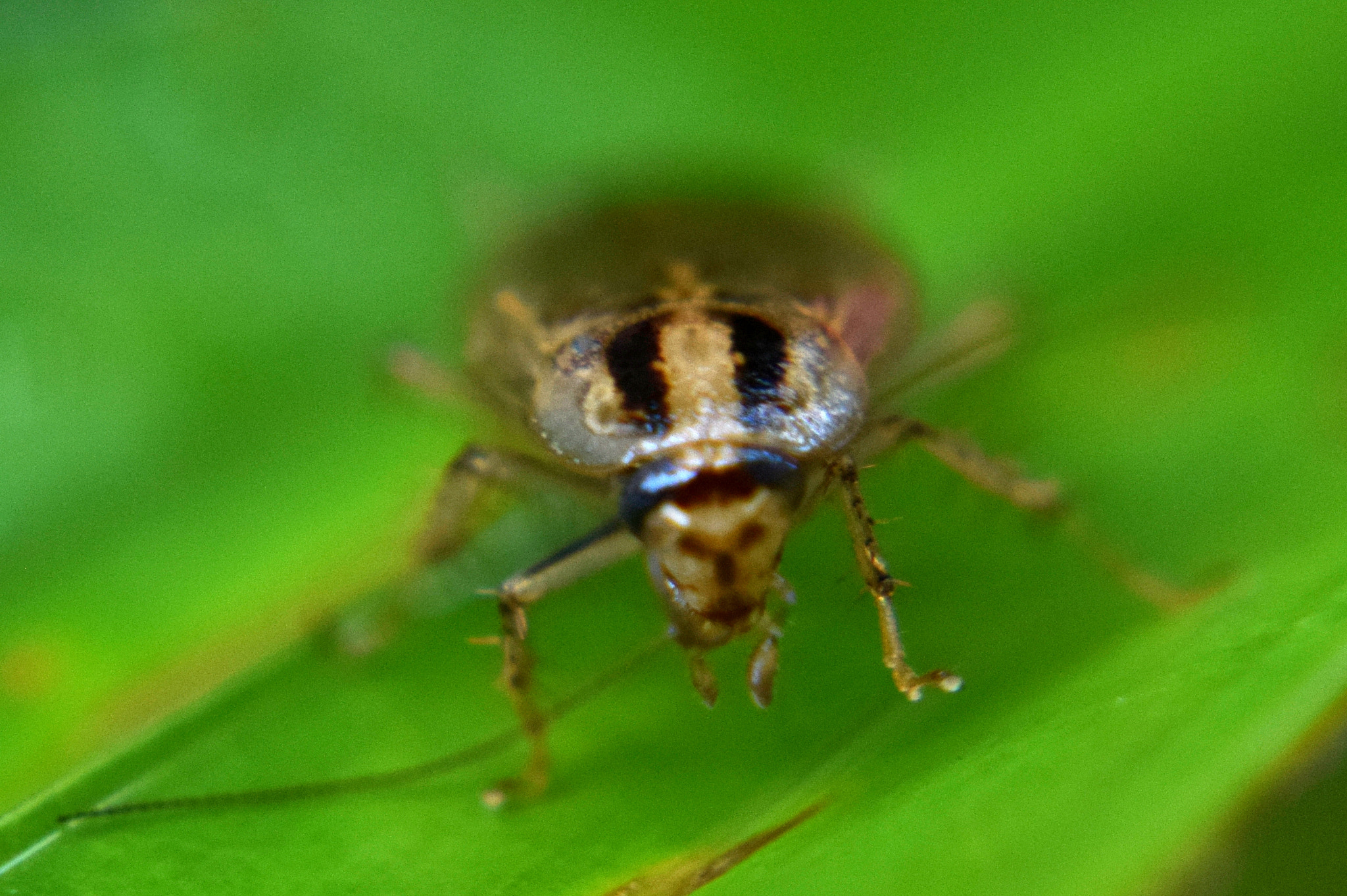 Nikon D3300 + Nikon AF Nikkor 50mm F1.8D sample photo. Insect photography