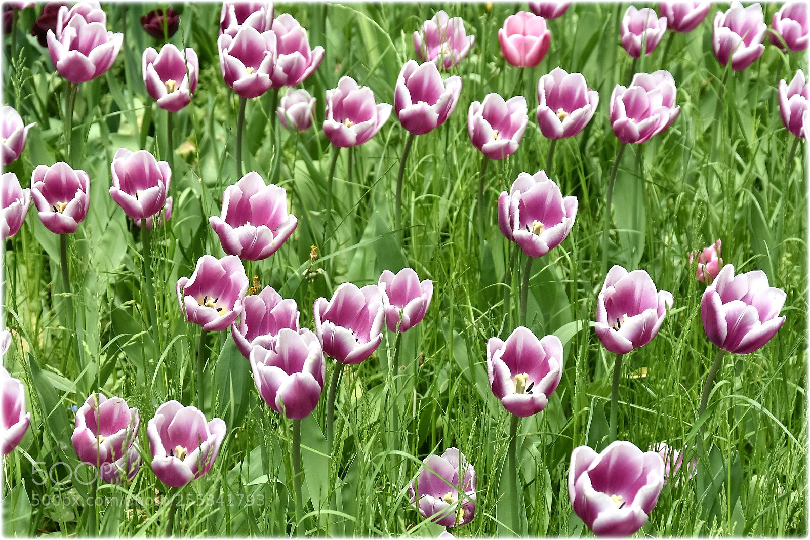 Nikon D7200 sample photo. "tulips" photography
