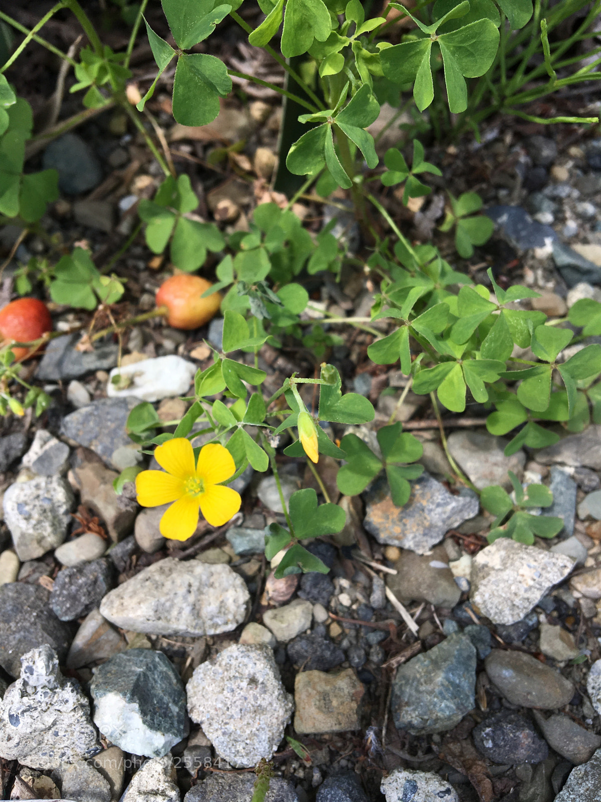 Apple iPhone 6s sample photo. Untitled photography