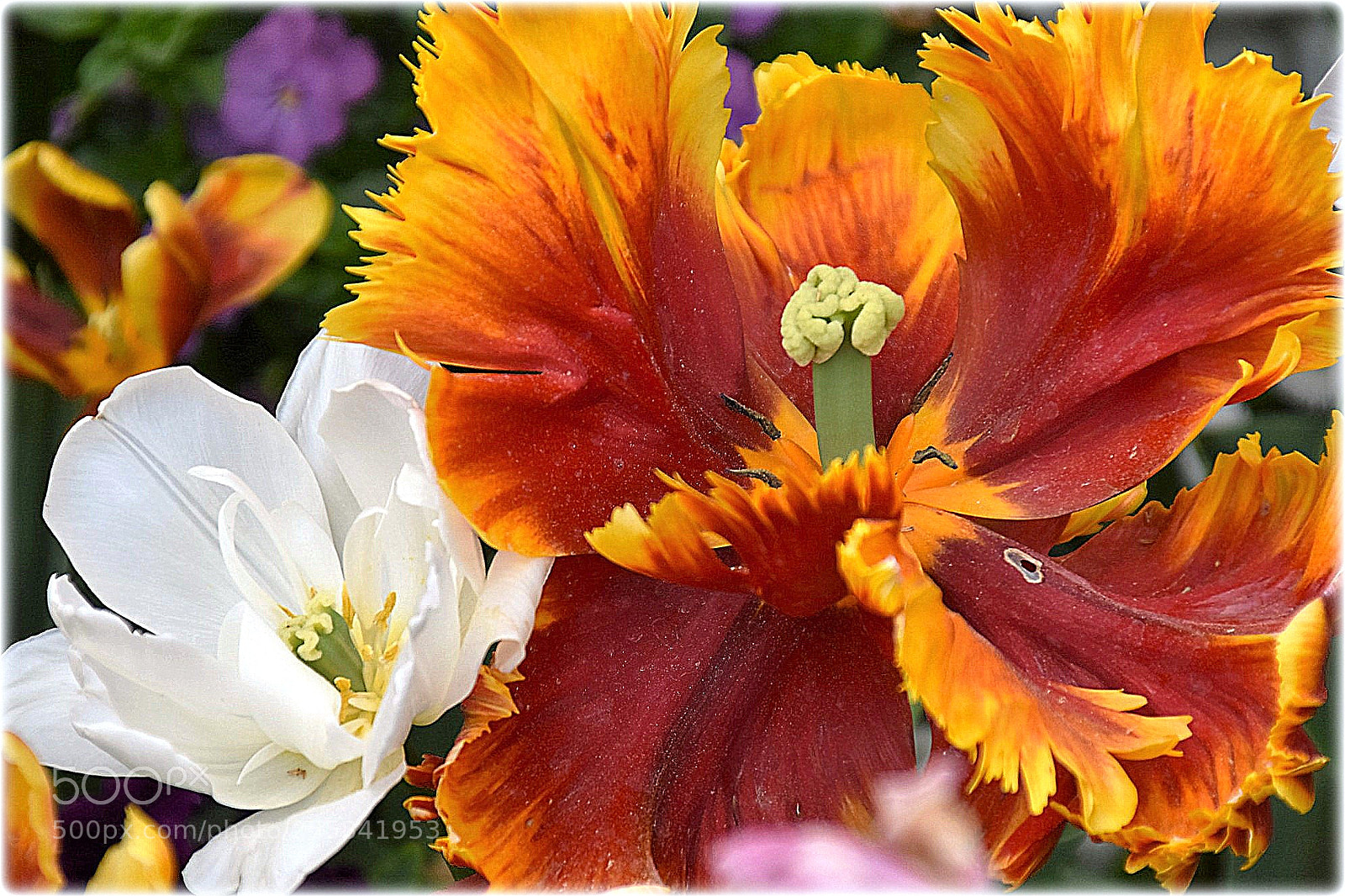 Nikon D7200 sample photo. "orangered tulip" photography