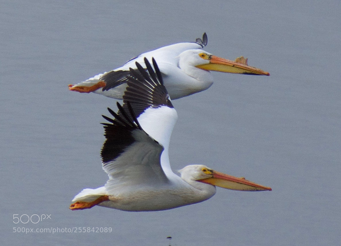 Nikon D7200 sample photo. American white pelican love photography