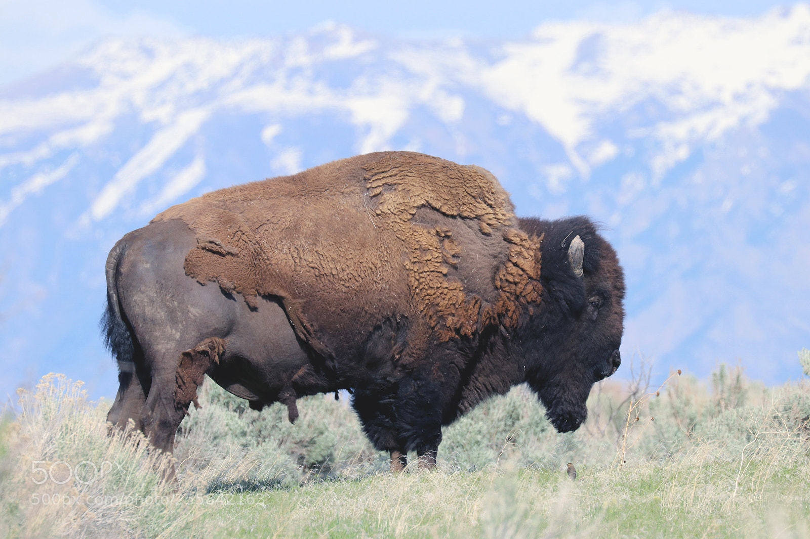 Canon EOS 80D sample photo. American bison photography