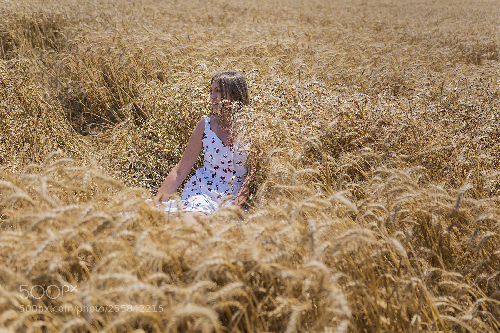 Sony ILCA-77M2 sample photo. Wheat photography