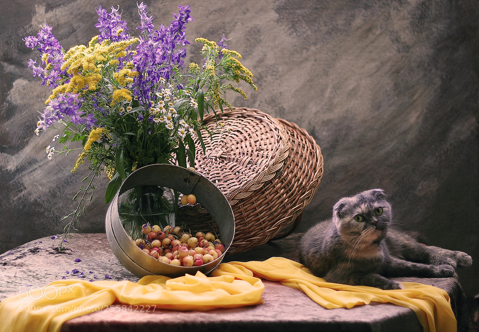 Canon EOS 60D sample photo. Still life with cat photography