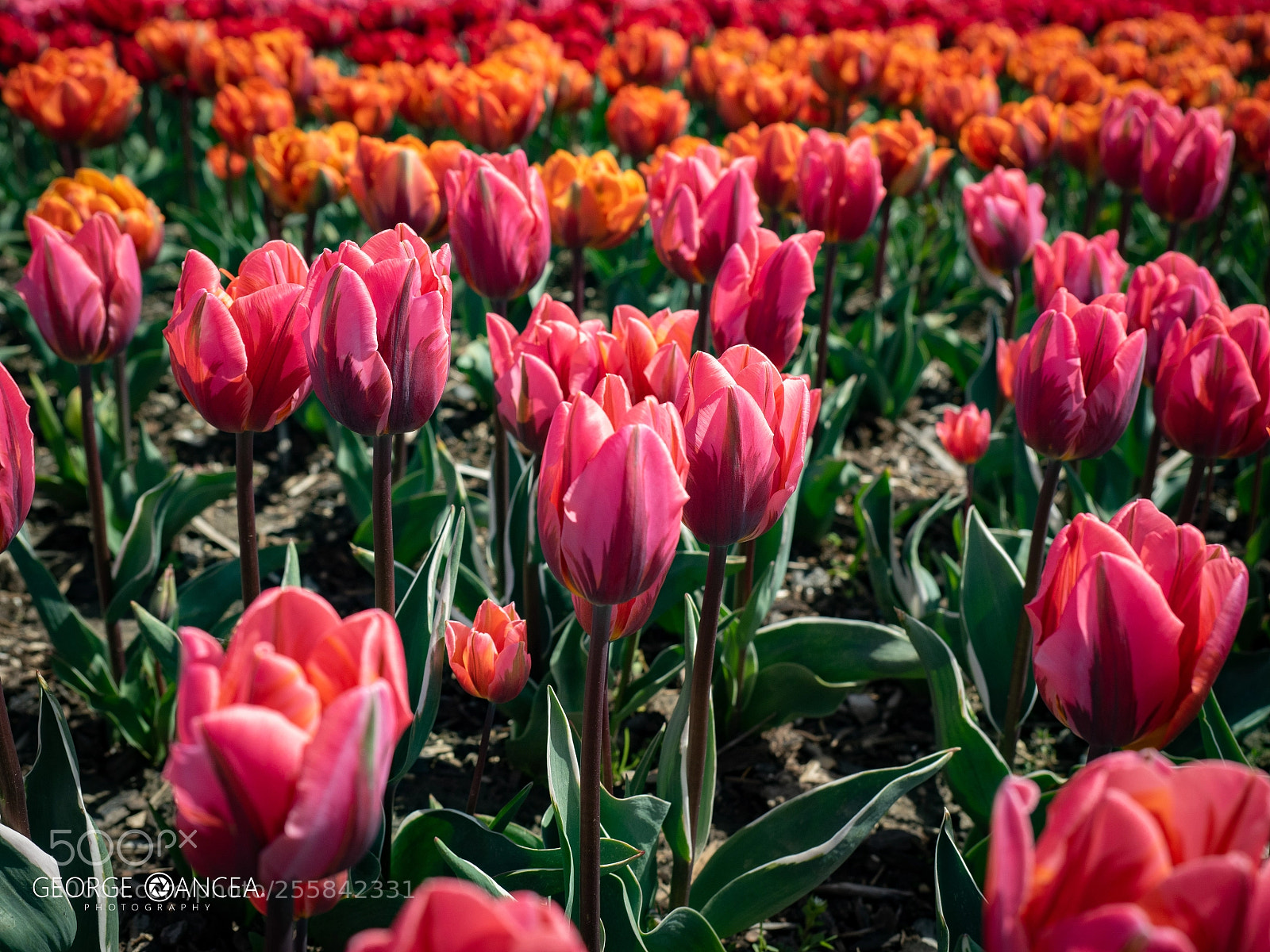 Olympus OM-D E-M5 II sample photo. Tulip festival photography