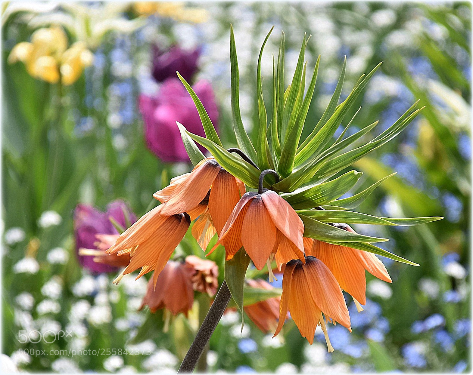 Nikon D7200 sample photo. "flowerpower" photography
