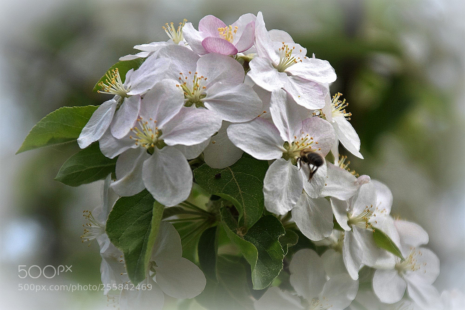 Nikon D7200 sample photo. "blossom" photography