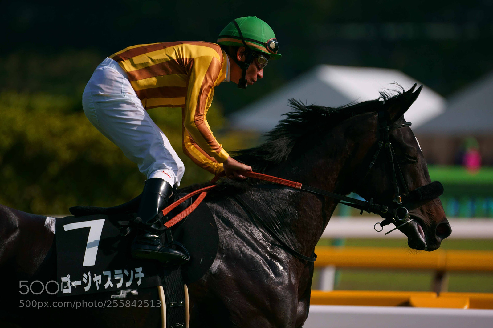 Sony a9 sample photo. Race horse photography