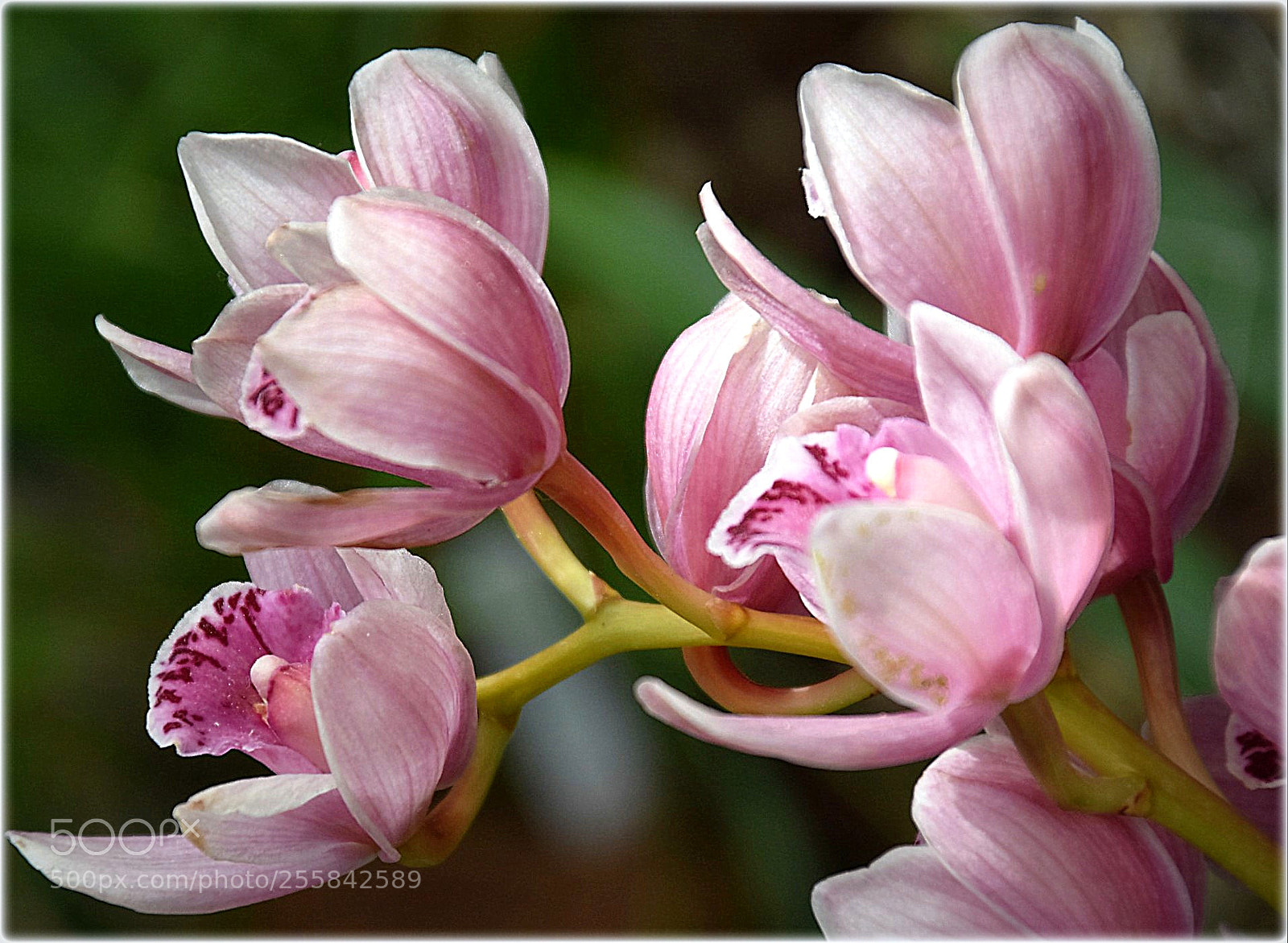 Nikon D7200 sample photo. "orchid" photography
