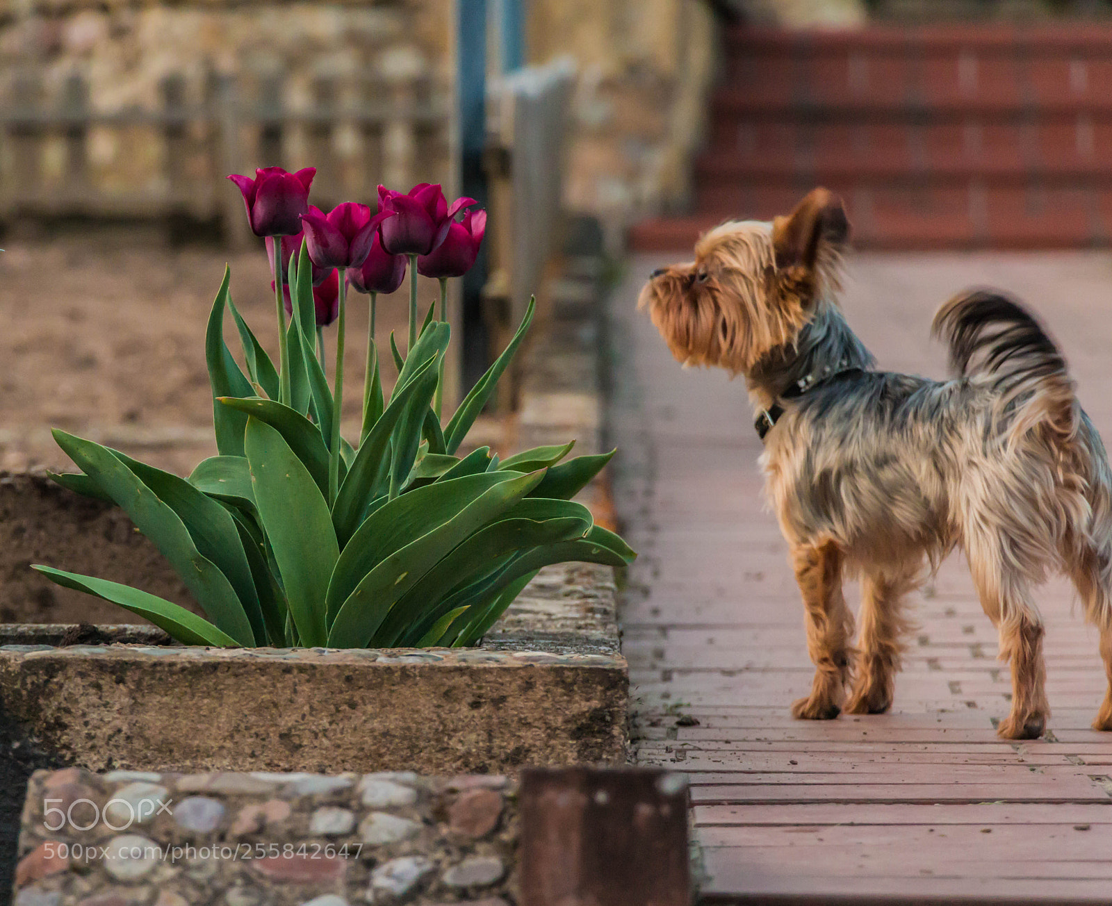 Canon EOS 650D (EOS Rebel T4i / EOS Kiss X6i) sample photo. Teddy 2 photography