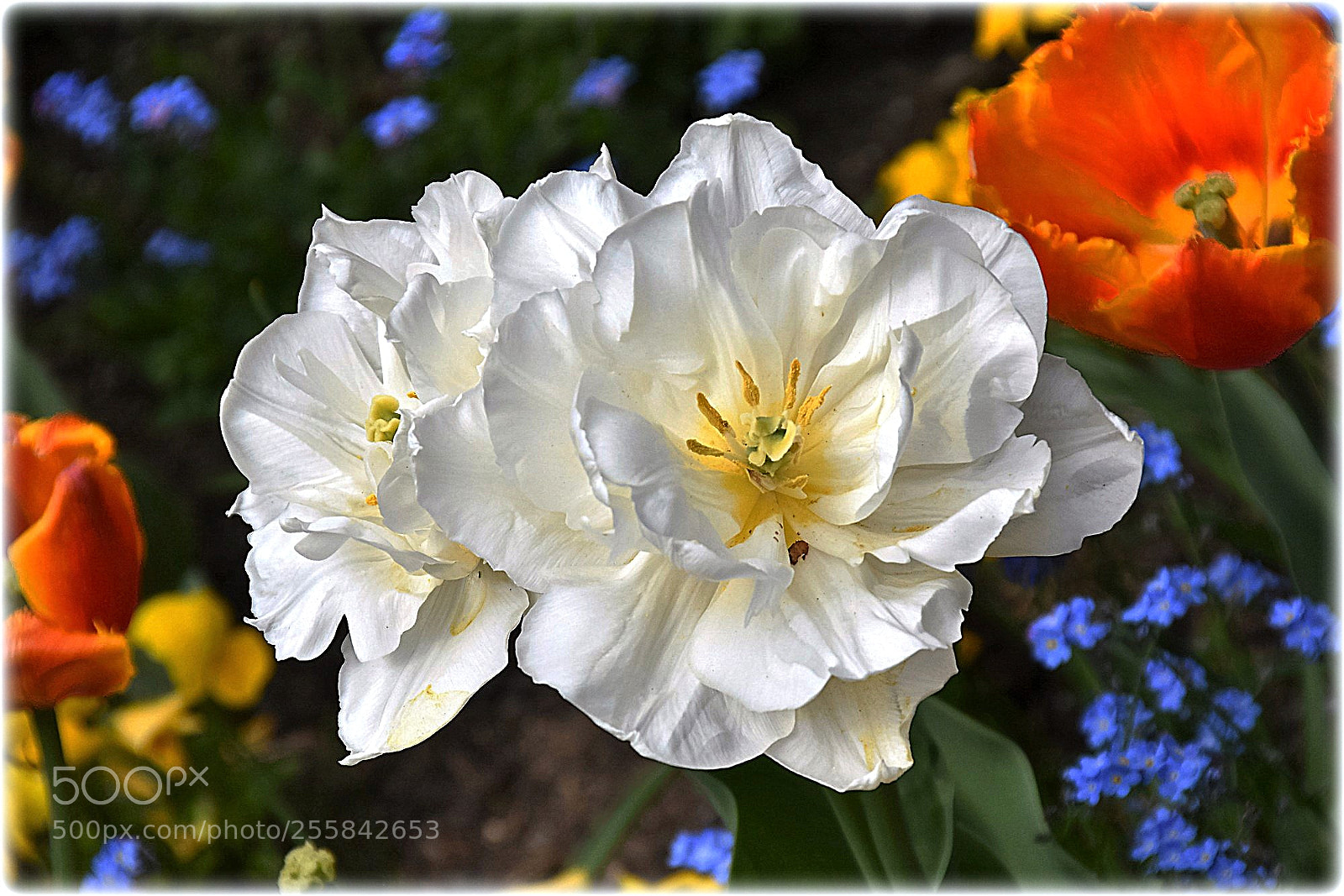 Nikon D7200 sample photo. "red;white and blue" photography