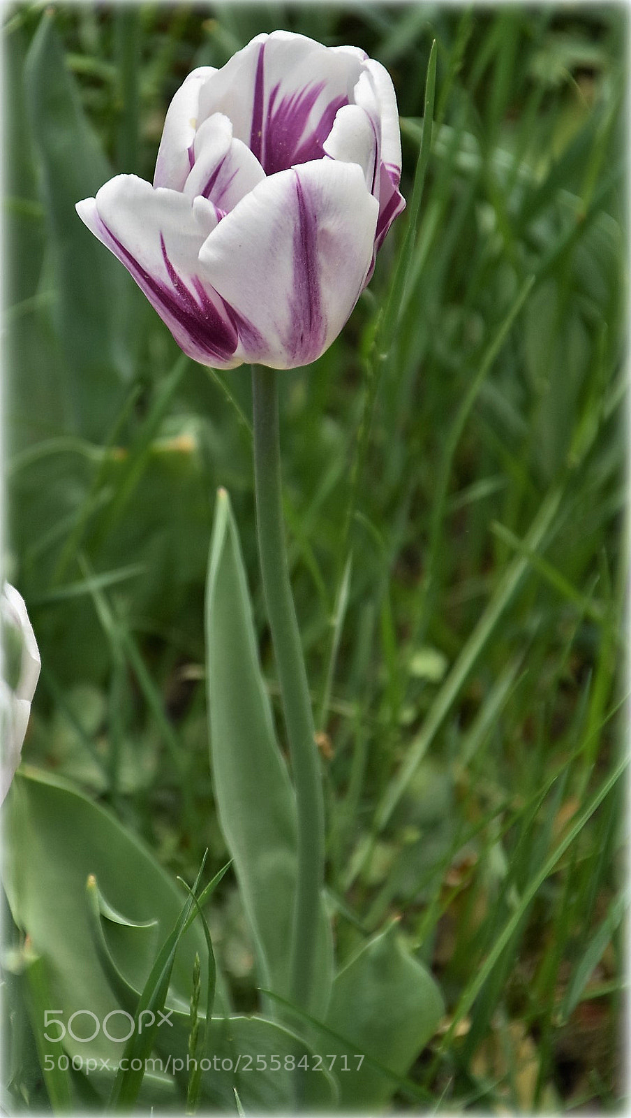 Nikon D7200 sample photo. "tulip" photography