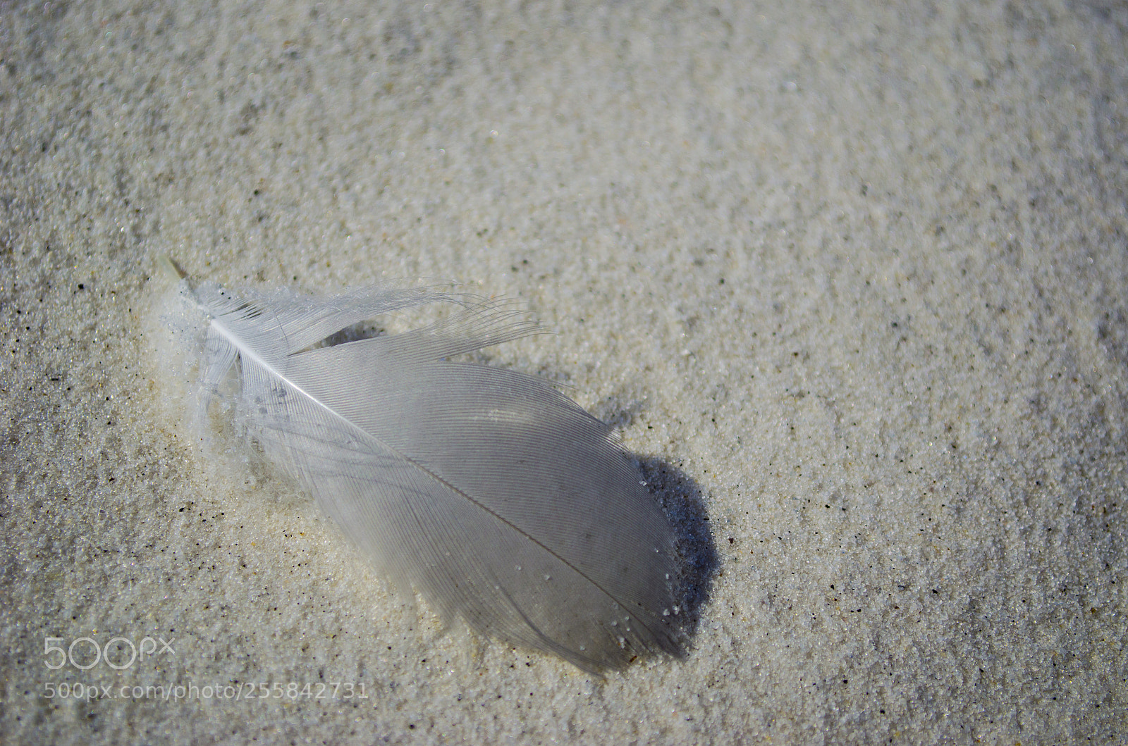 Nikon D5100 sample photo. Feather on the beach photography
