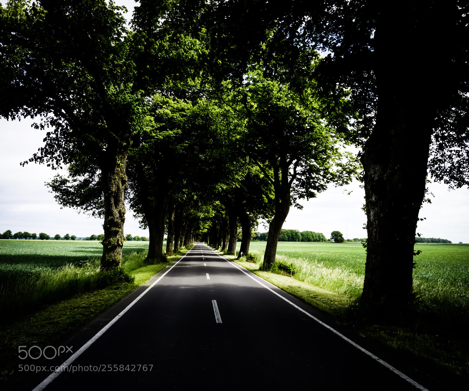Sony SLT-A65 (SLT-A65V) sample photo. Countryside avenue, baltic coast photography