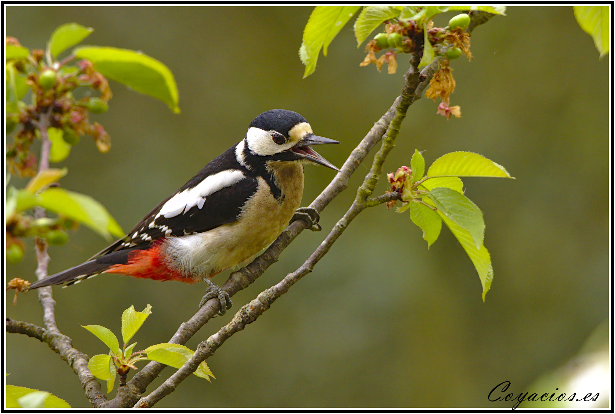 Canon EOS 7D Mark II sample photo. Pico picapinos (dendrocopos major) photography