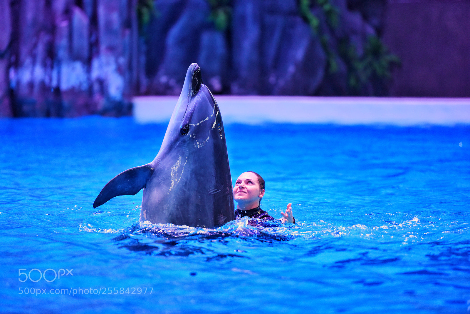 Nikon D810 sample photo. Dolphin show photography