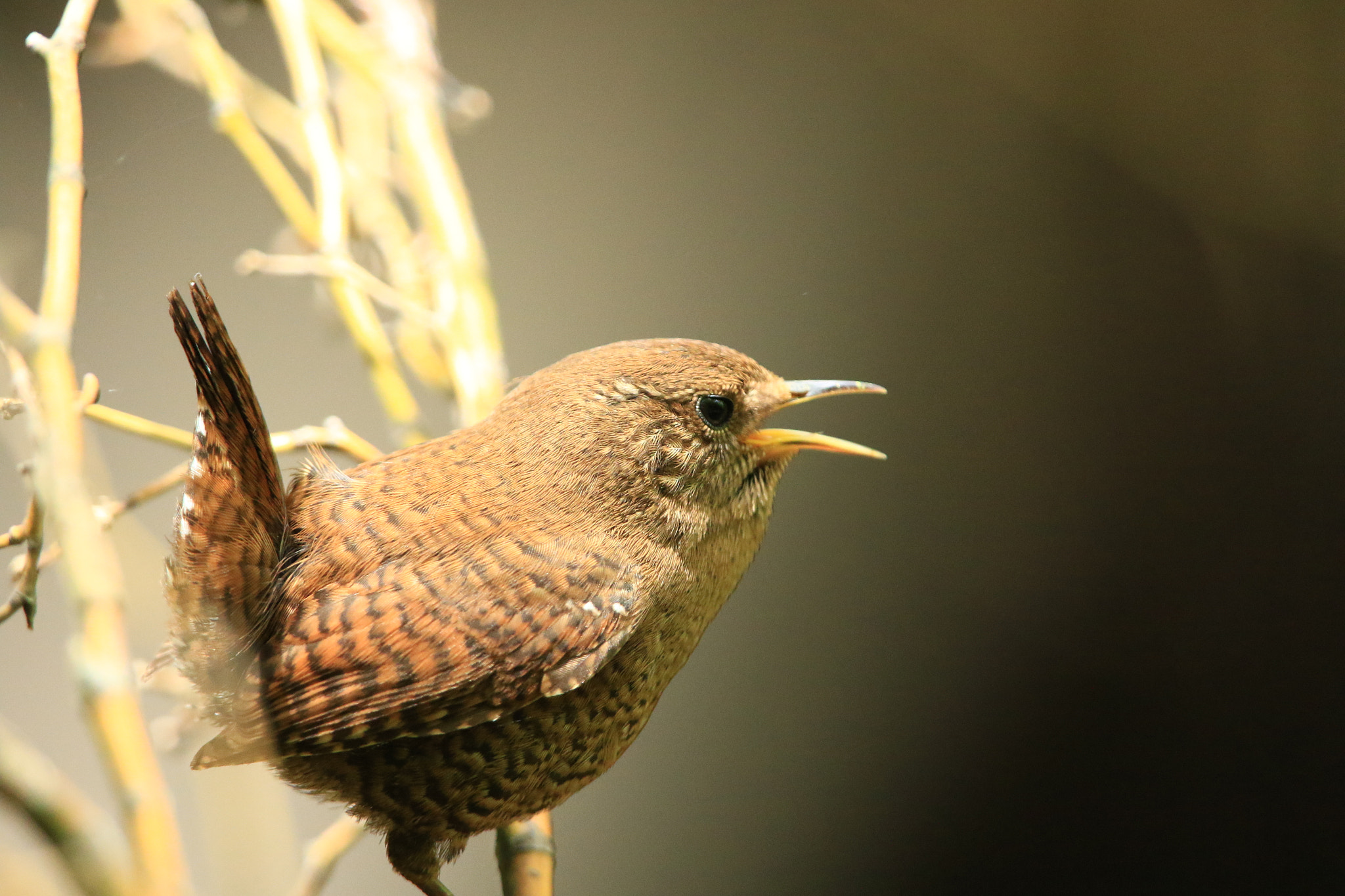 Canon EF 400mm F2.8L IS USM sample photo. Eurasian wren  ミソサザイ photography