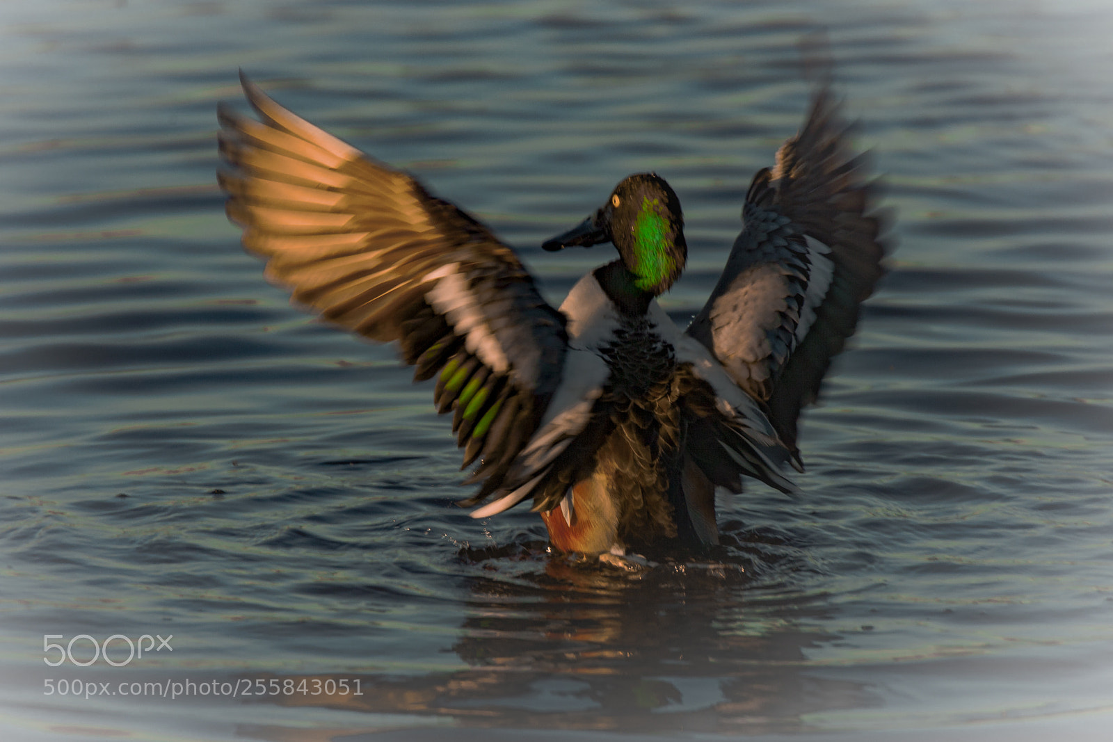 Canon EOS-1D Mark III sample photo. Shoveler duck takeoff photography