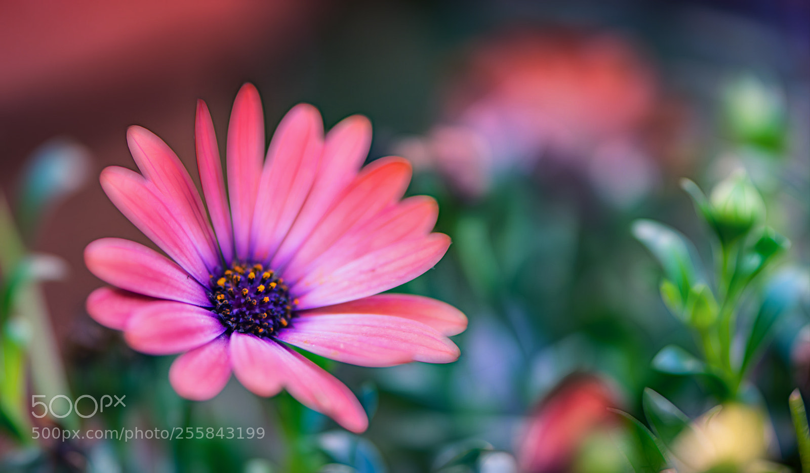 Nikon D850 sample photo. Spring ...colors... photography