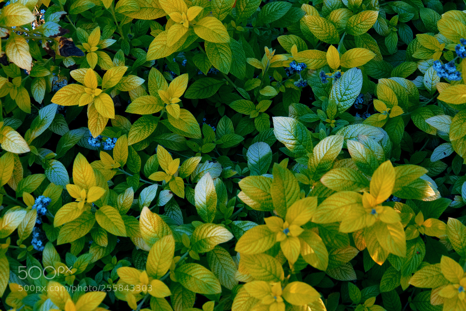 Nikon D3400 sample photo. Flower patch photography