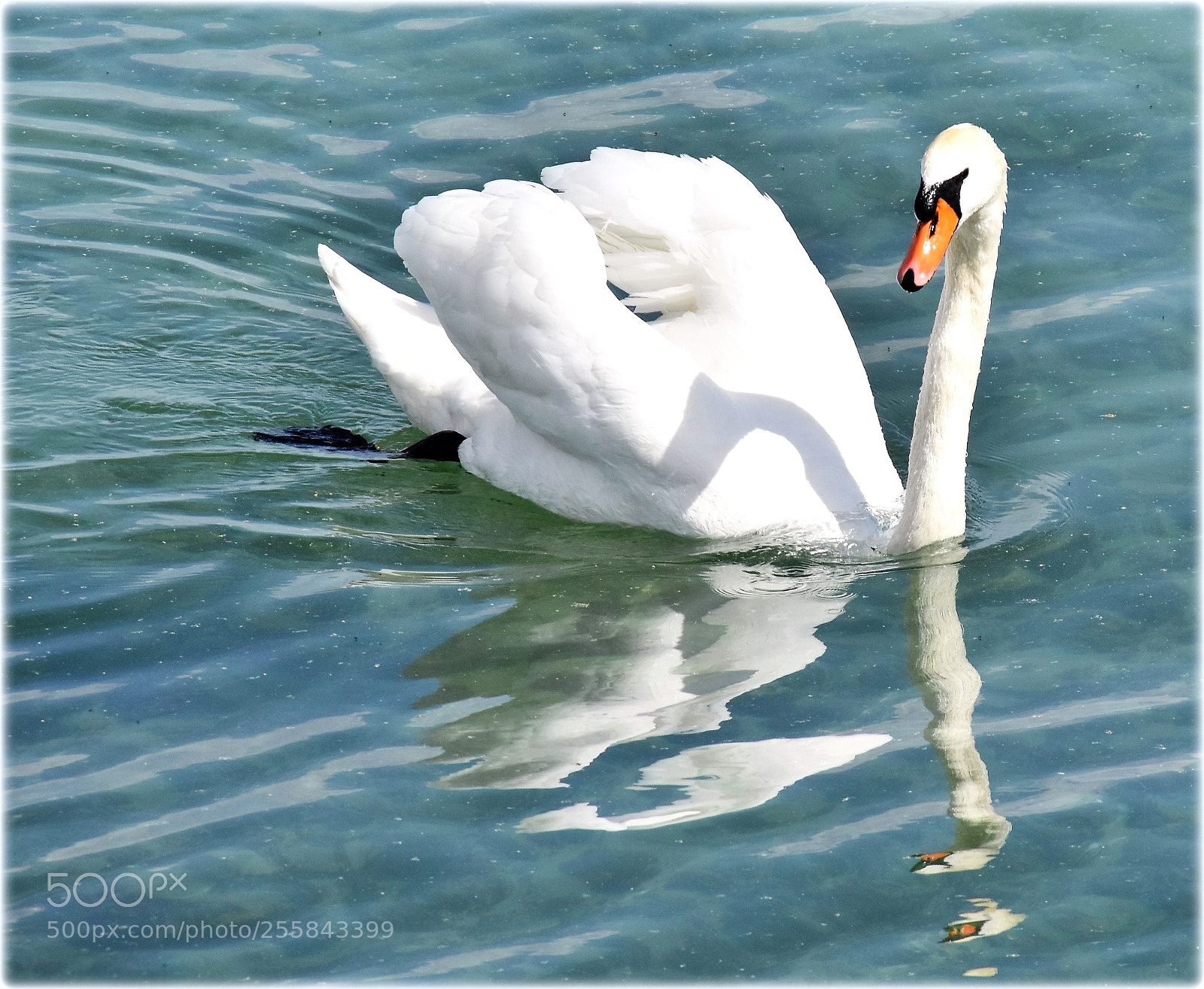 Nikon D7200 sample photo. "swan" photography