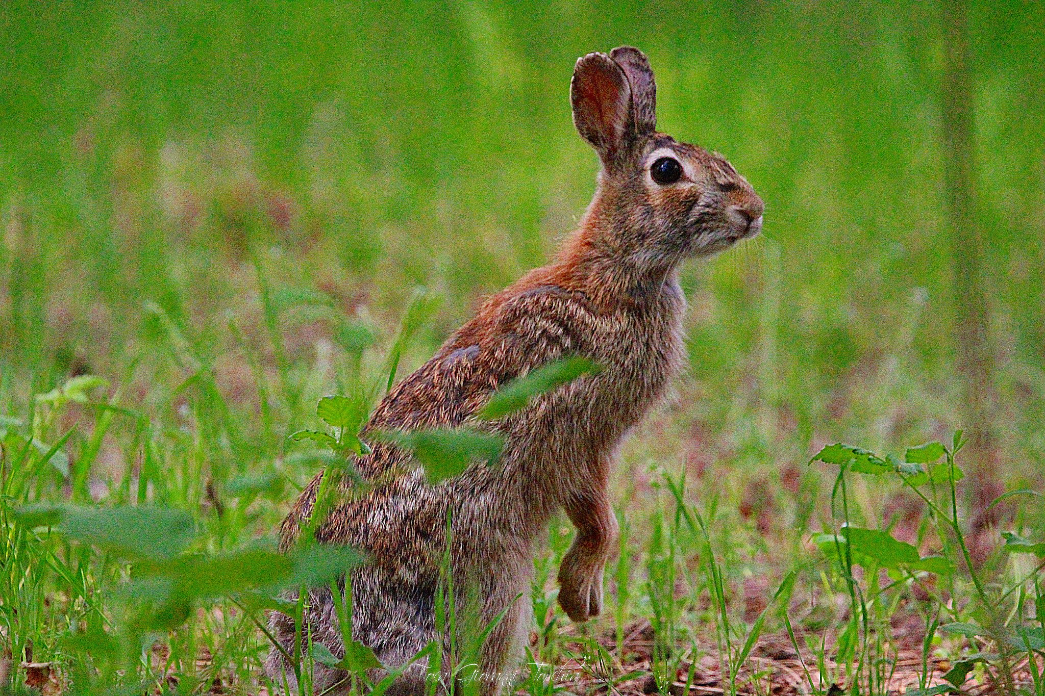 Sigma 150-600mm F5-6.3 DG OS HSM | C sample photo. Sylvilagus floridanus photography
