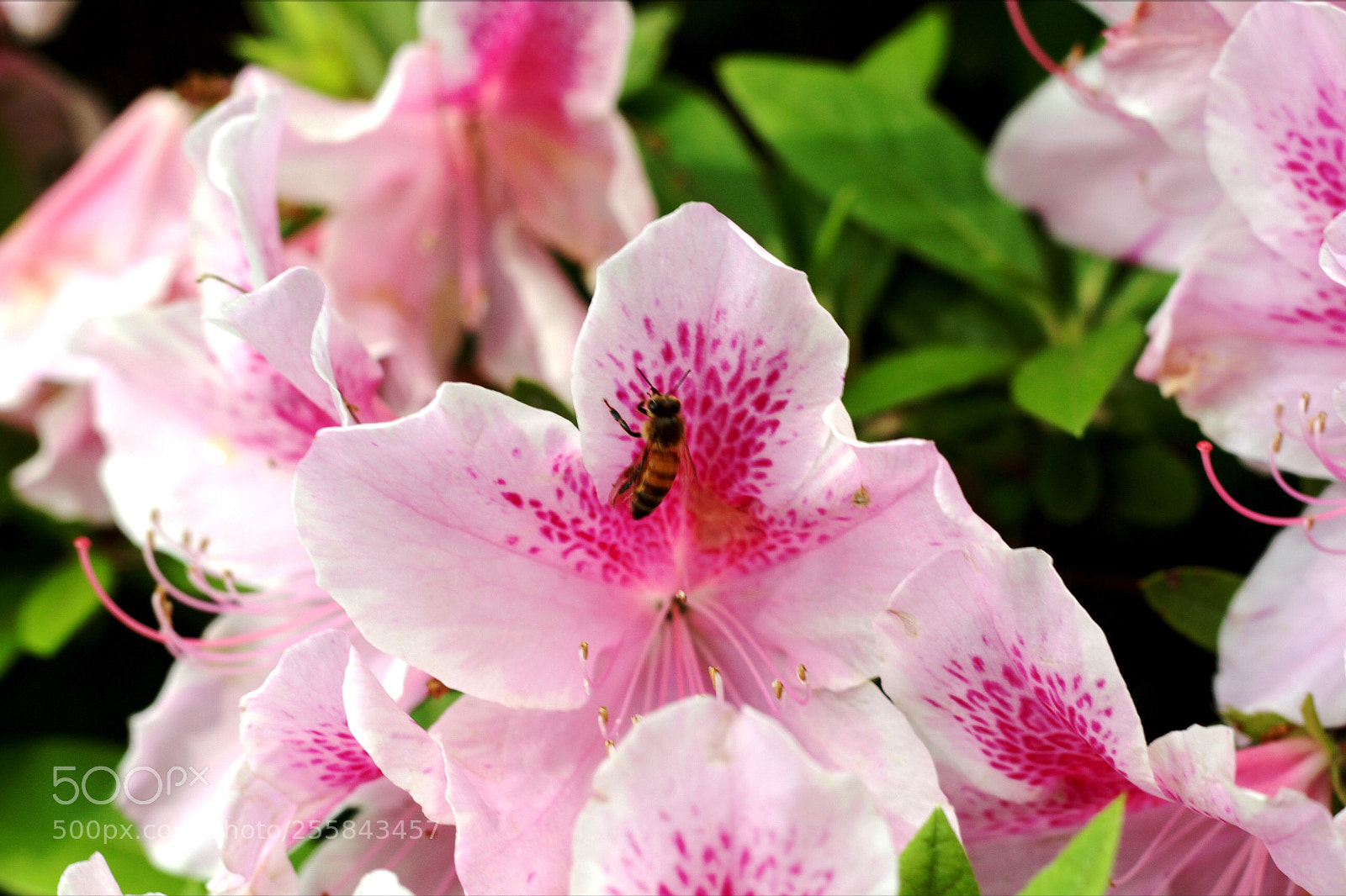 Canon EOS 60D sample photo. Bee workin photography
